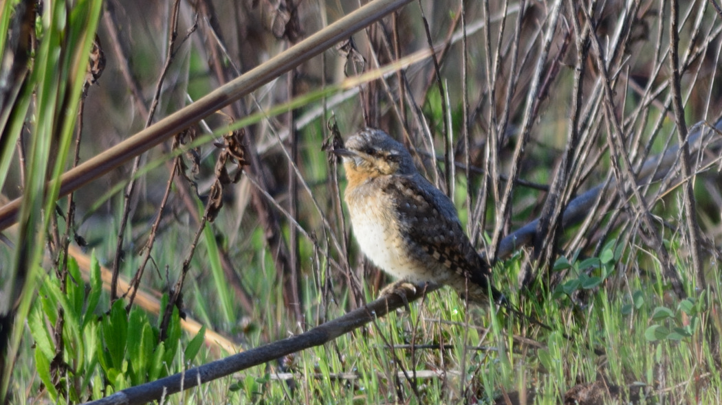 Eurasian Wryneck