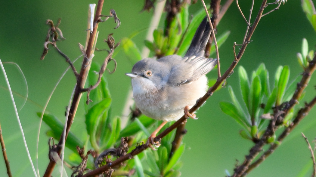 Subalpine Warbler