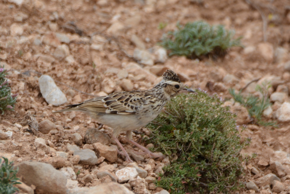 Woodlark