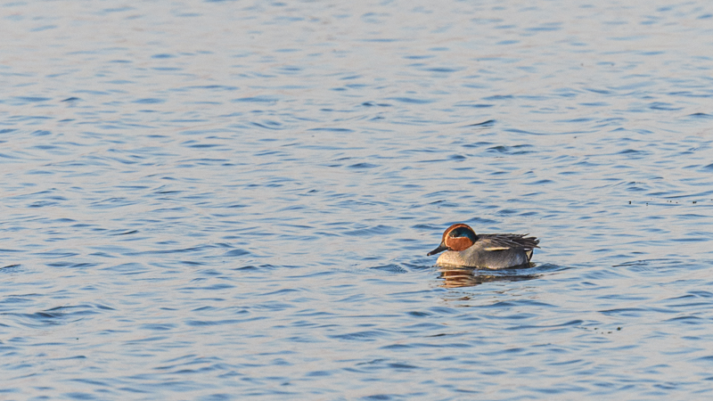 Eurasian Teal