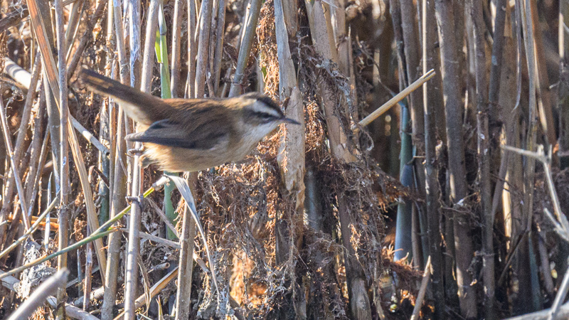 Moustached Warbler