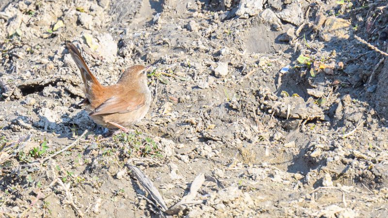 Cetti`s Warbler