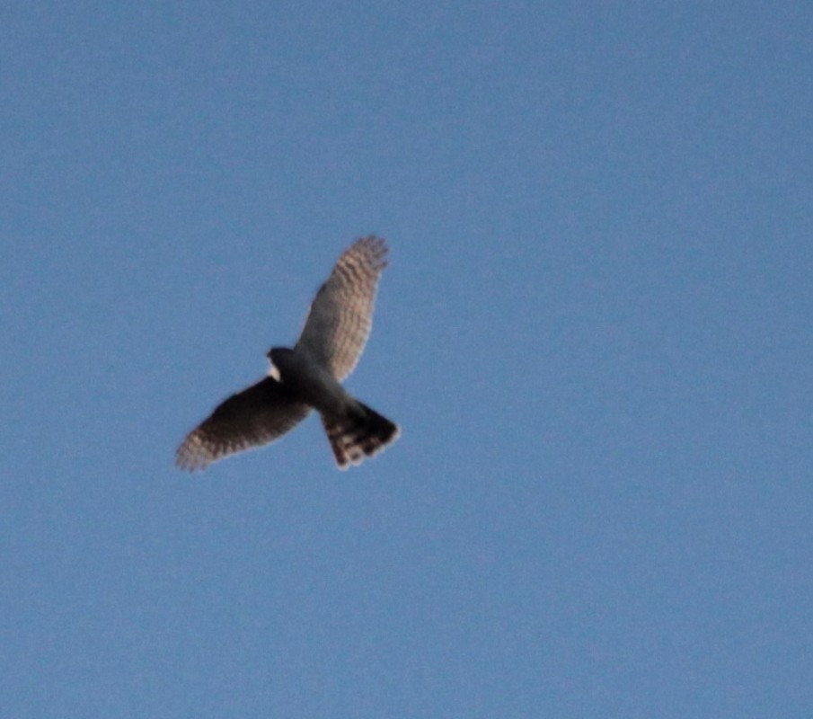Eurasian Sparrowhawk