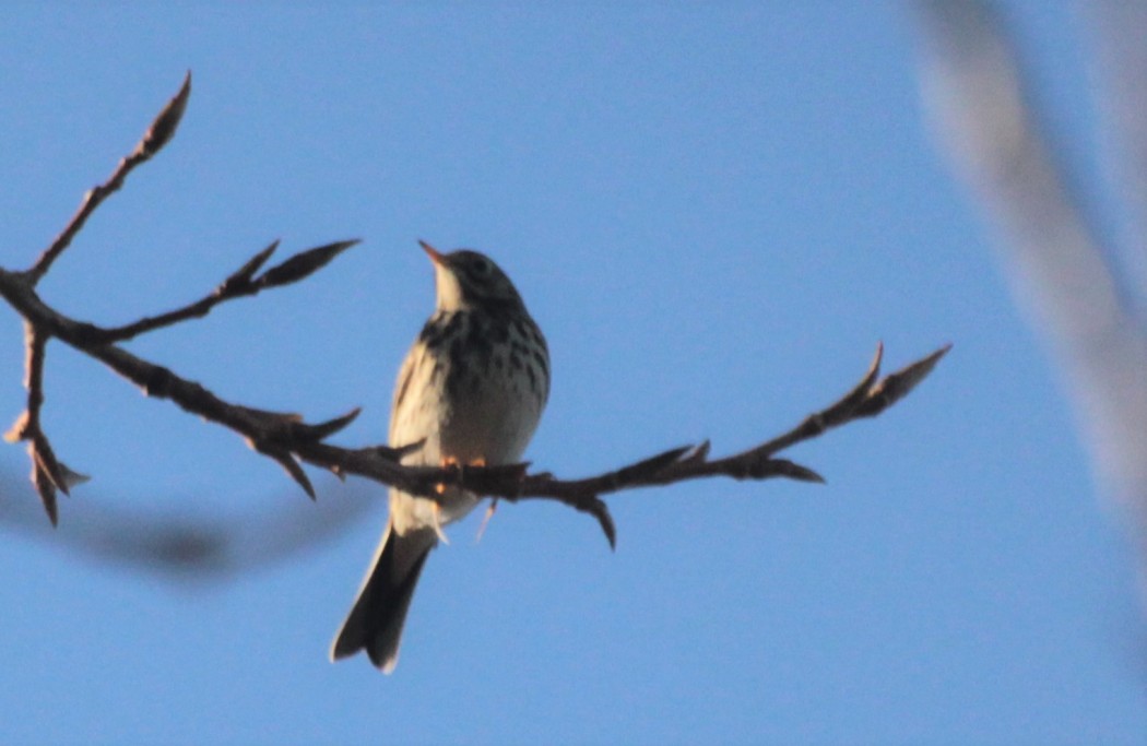 Meadow Pipit