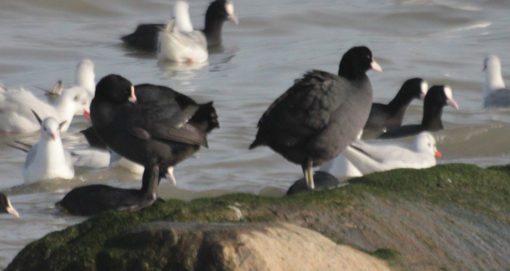Eurasian Coot