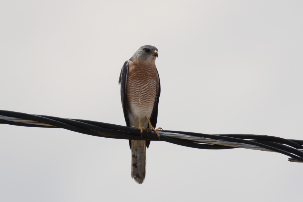Levant Sparrowhawk