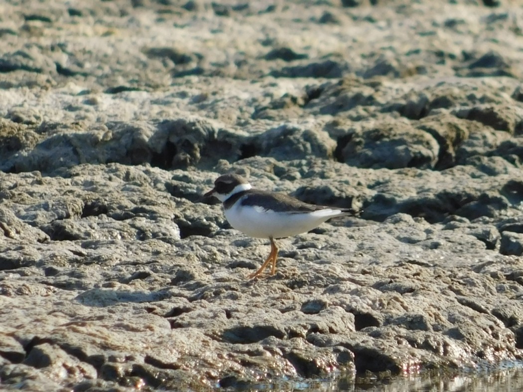 Common Ringed Plover
