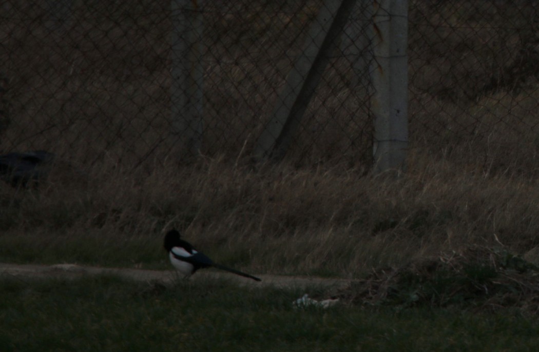 Eurasian Magpie