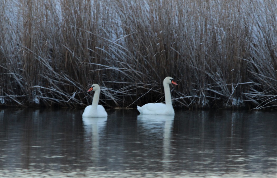 Mute Swan