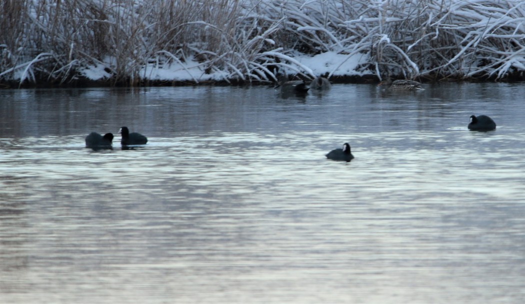 Eurasian Coot