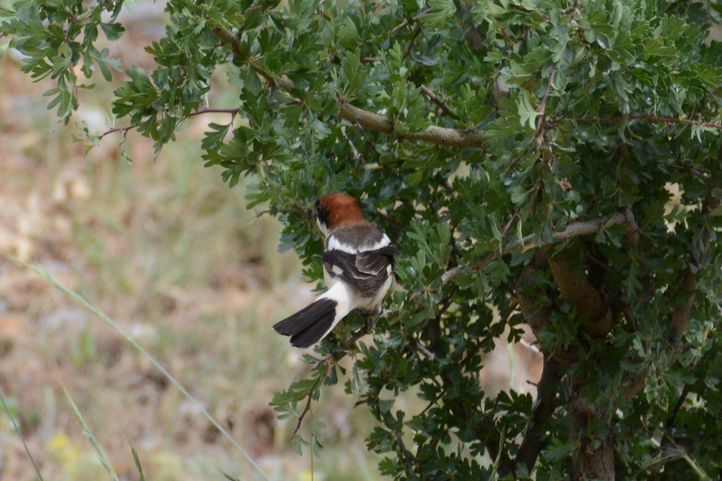 Woodchat Shrike