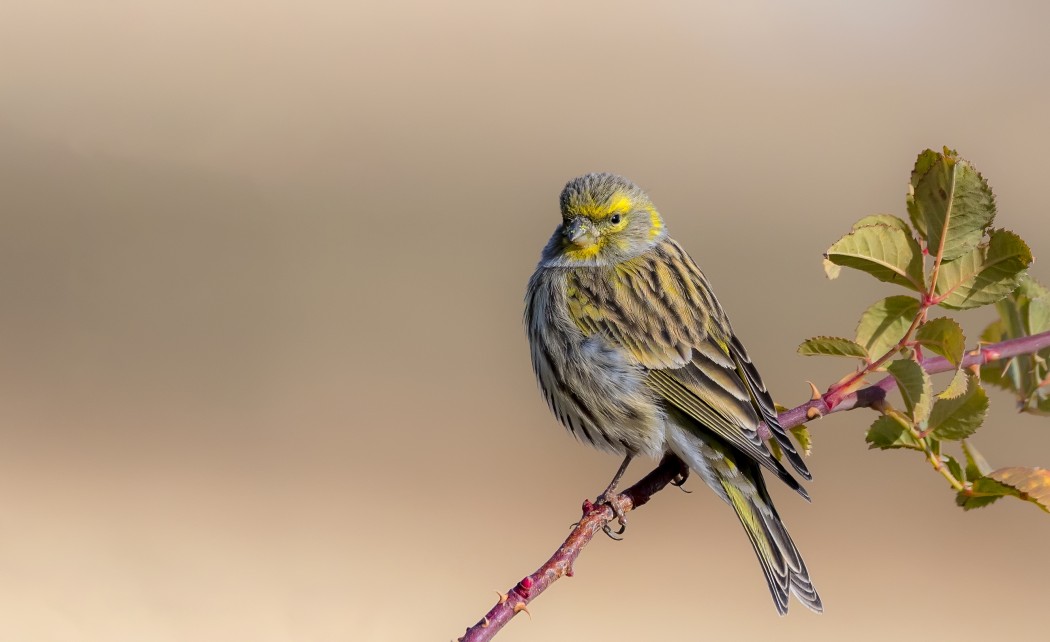 European Serin