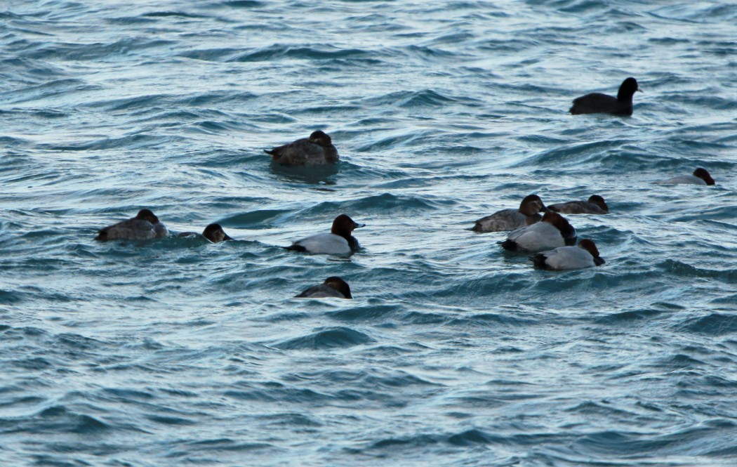 Common Pochard