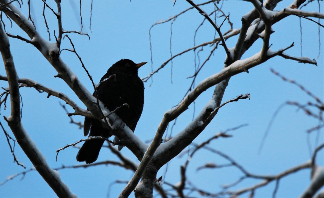 Common Blackbird
