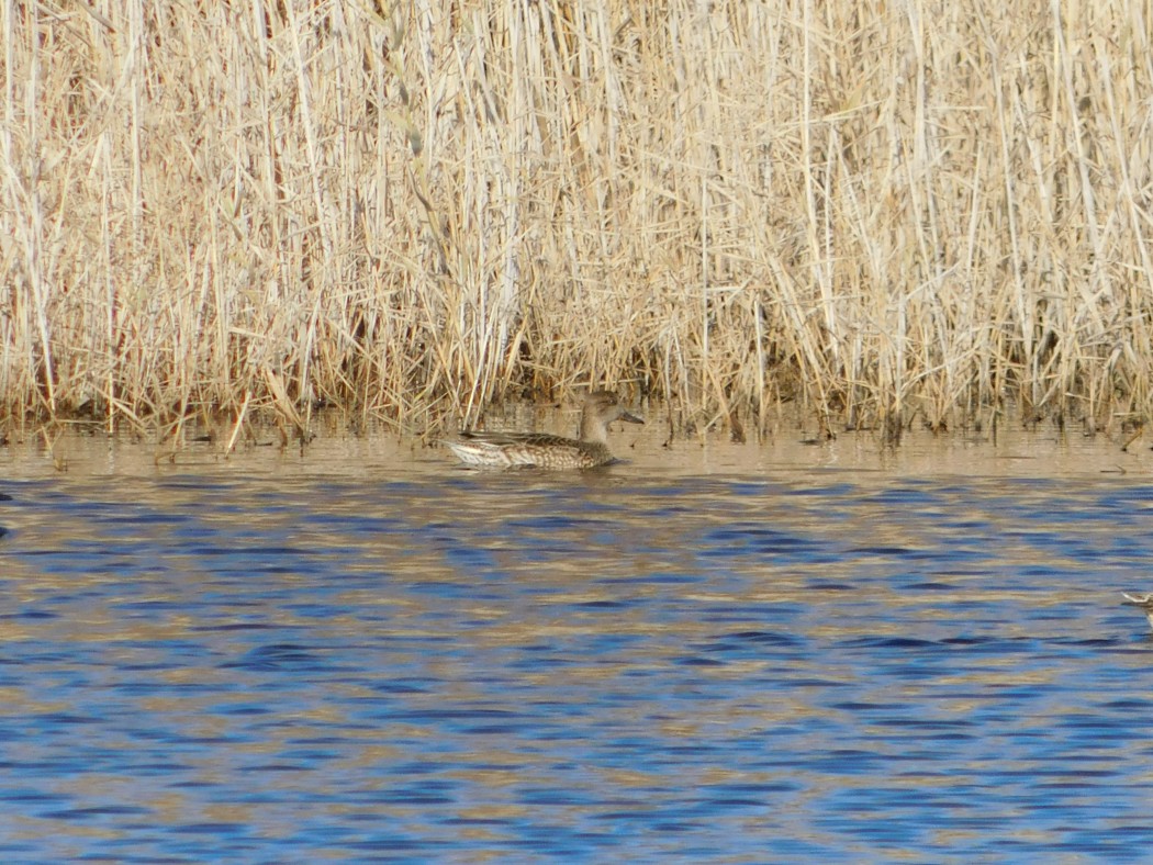 Eurasian Teal