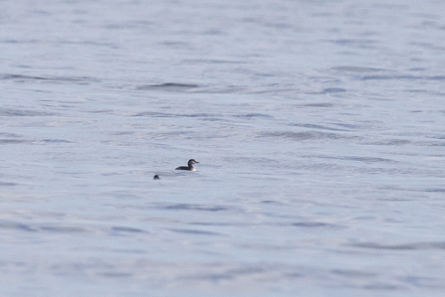 Red-necked Grebe