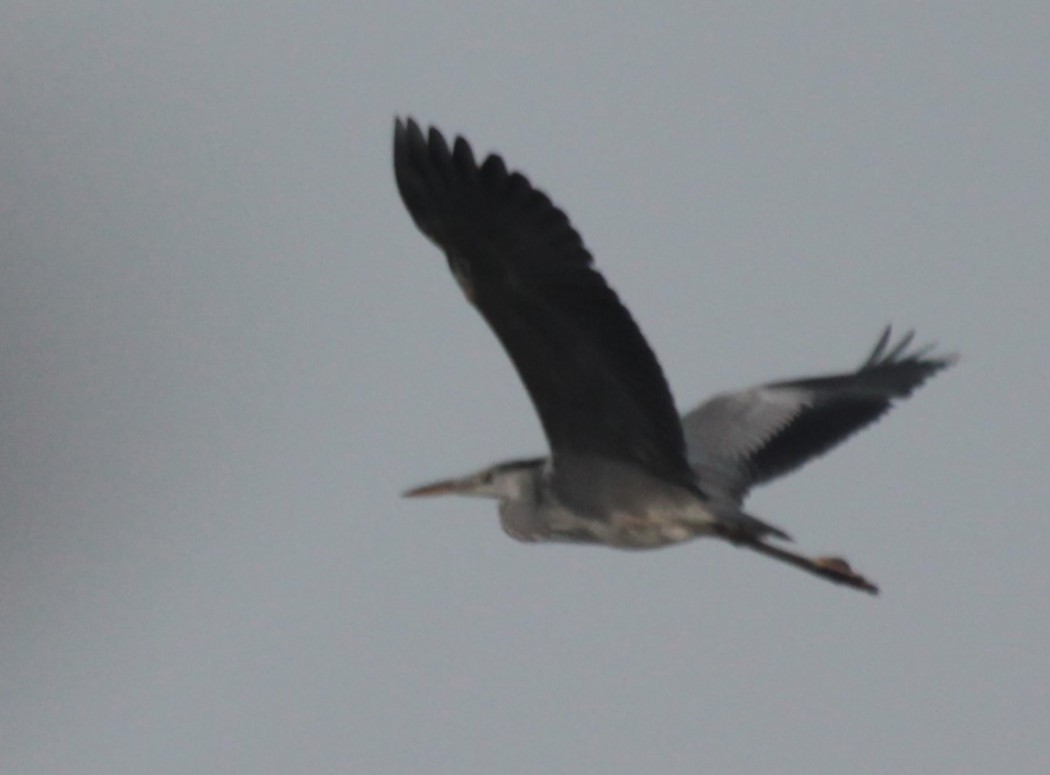 Gri Balıkçıl