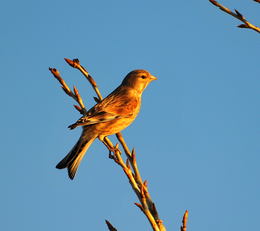 Common Linnet