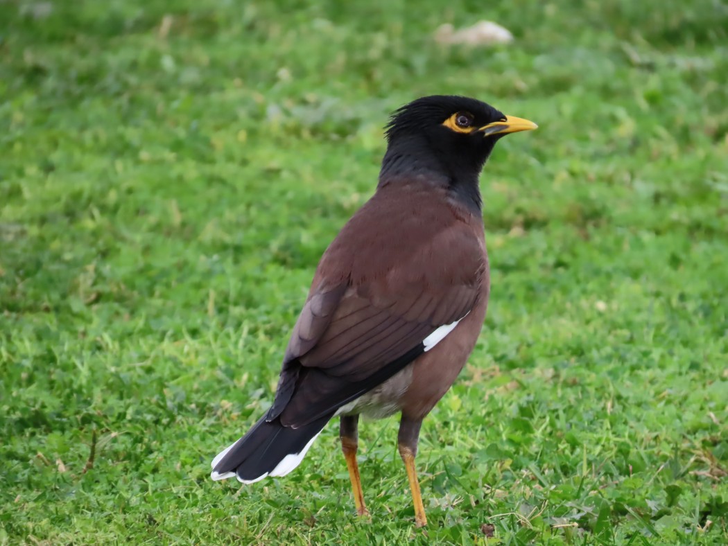Common Myna