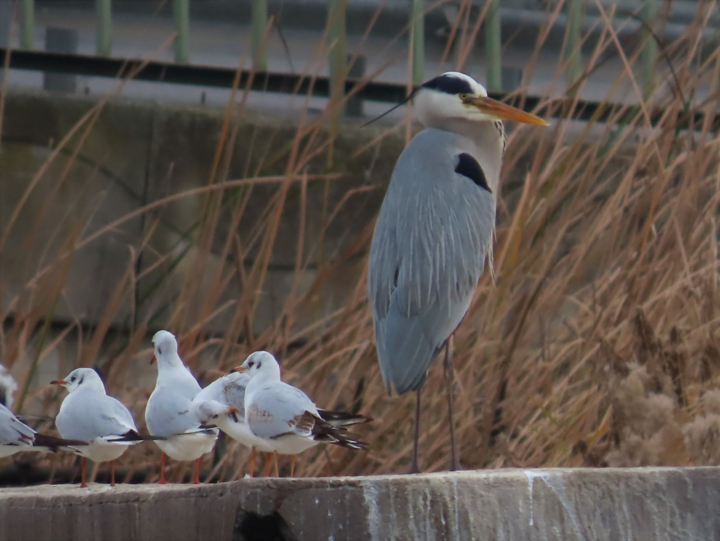Grey Heron