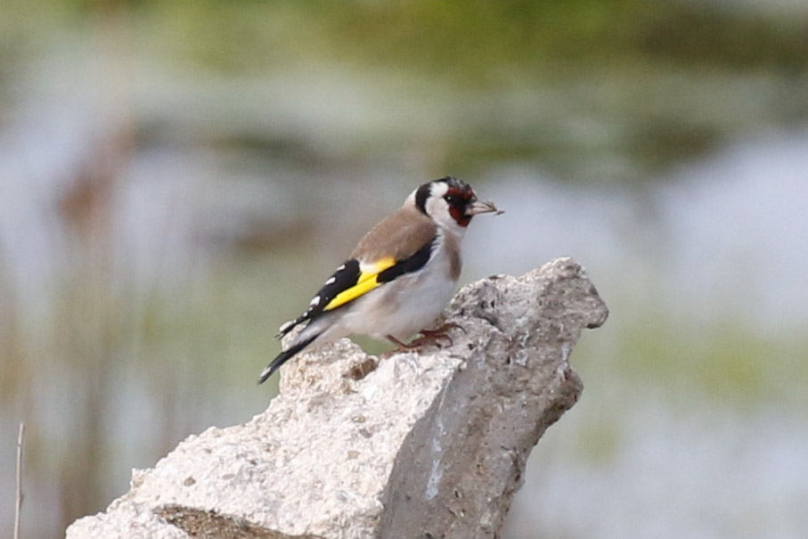 European Goldfinch