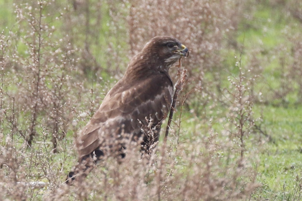 Common Buzzard
