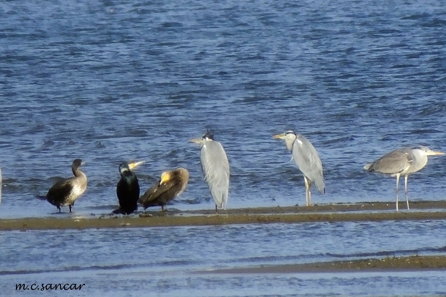 Grey Heron