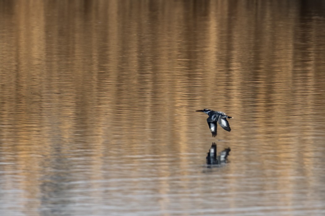 Pied Kingfisher