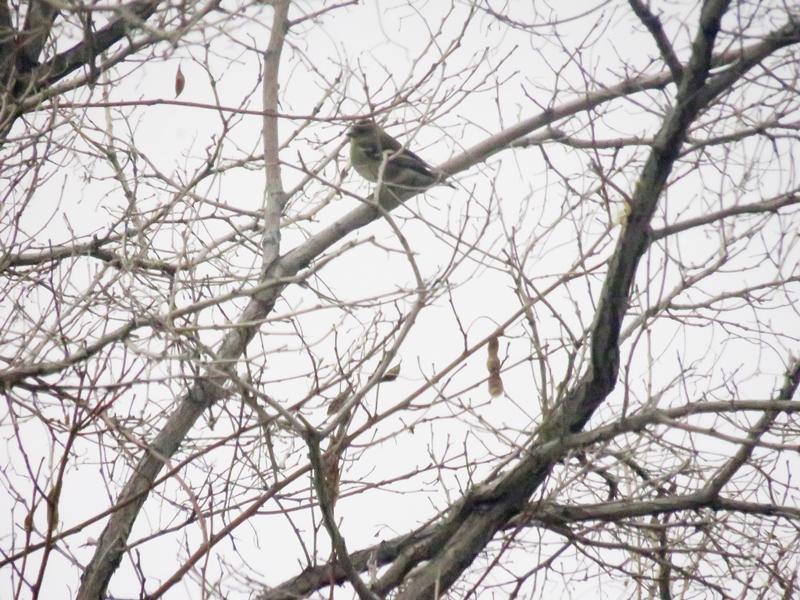 Eurasian Chaffinch