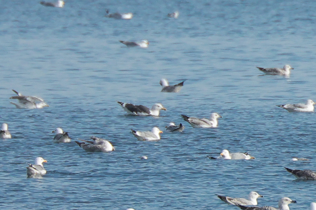 Great Black-backed Gull