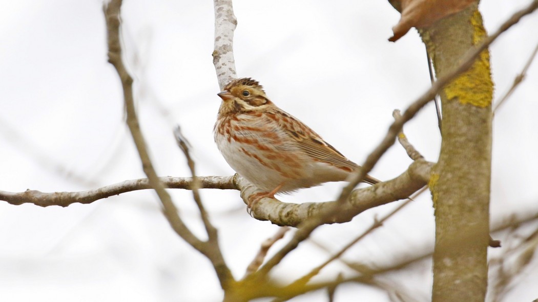 Rustic Bunting