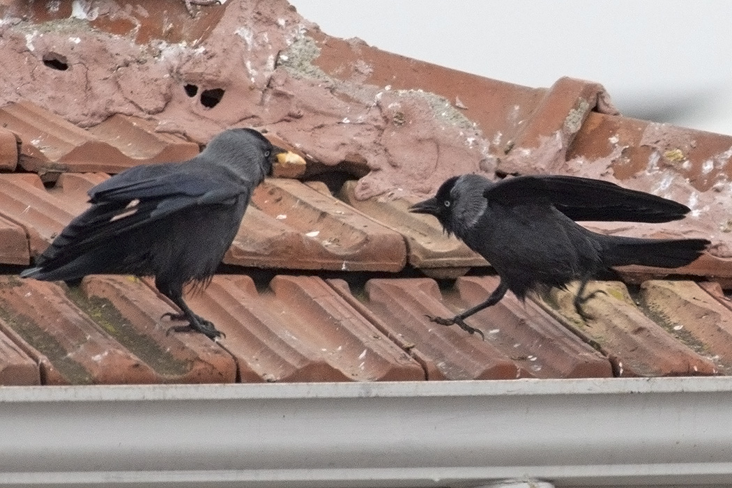 Western Jackdaw