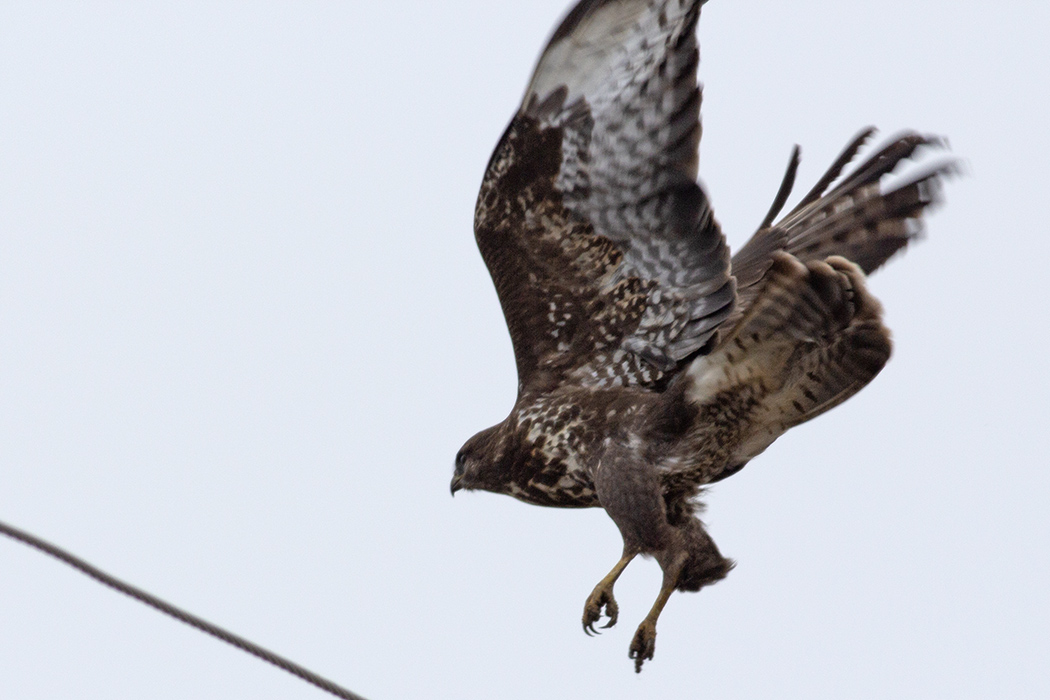 Common Buzzard
