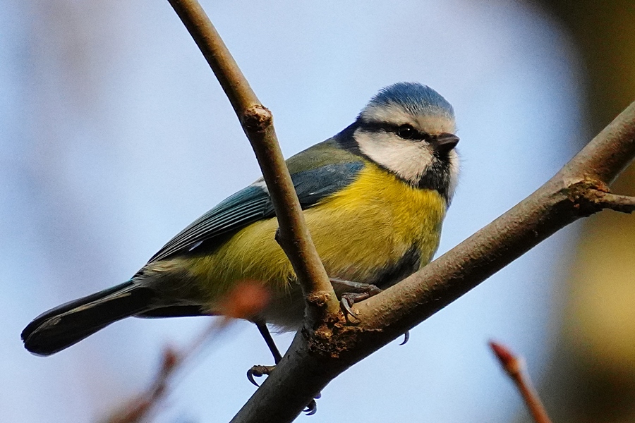 Eurasian Blue Tit