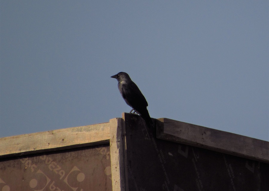 Western Jackdaw