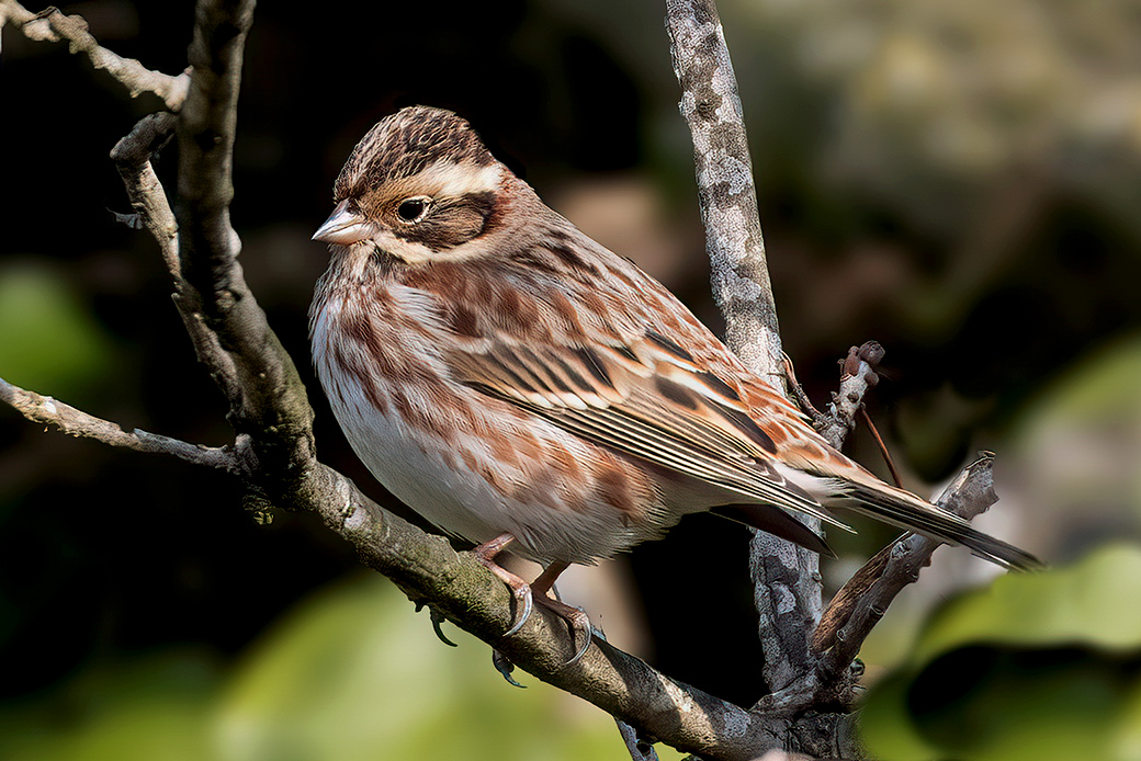 Rustic Bunting