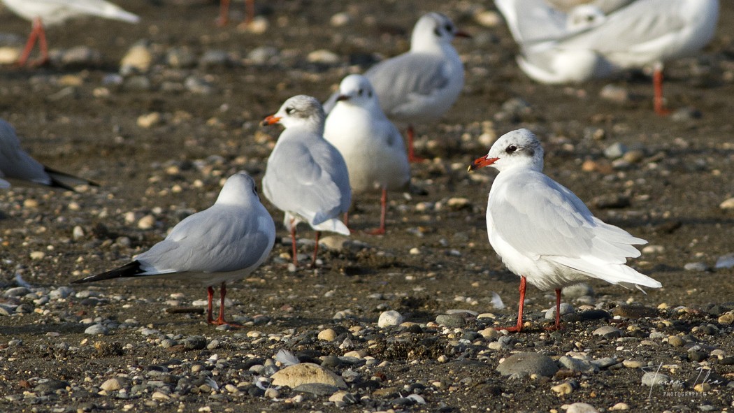 Akdeniz martısı