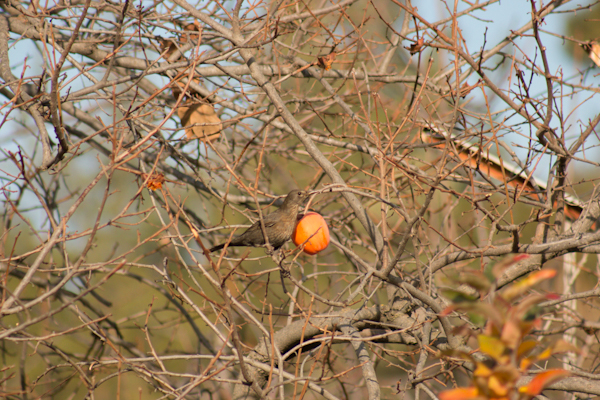 Common Blackbird