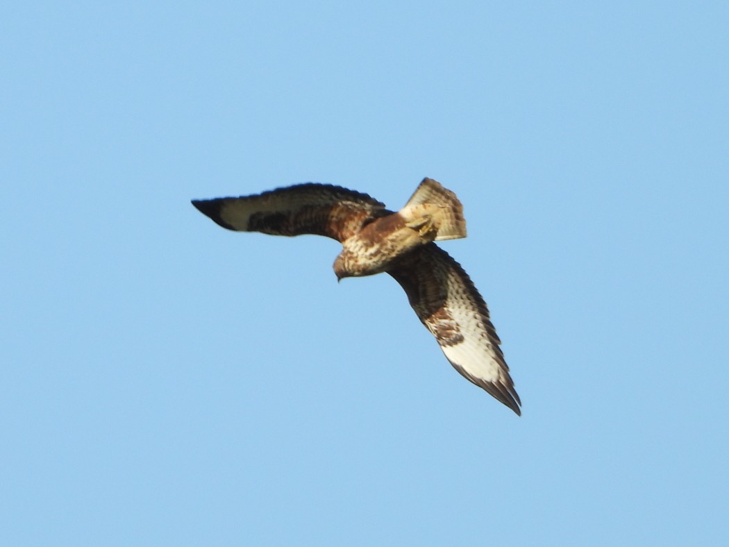Common Buzzard