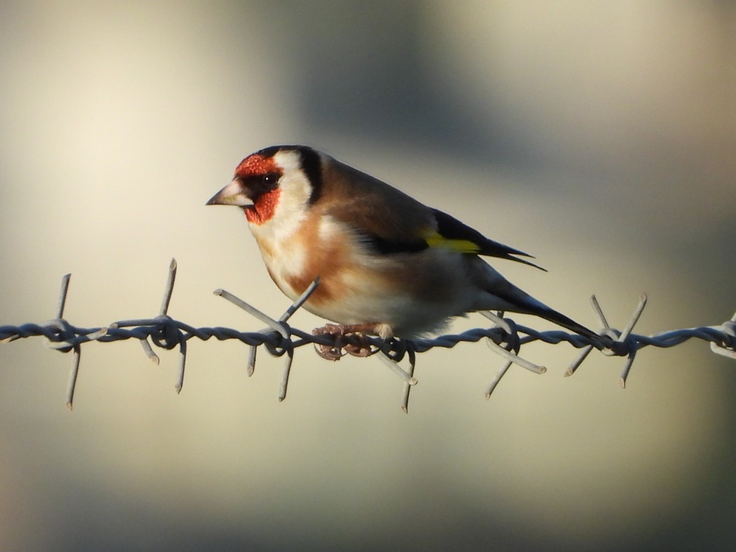 European Goldfinch