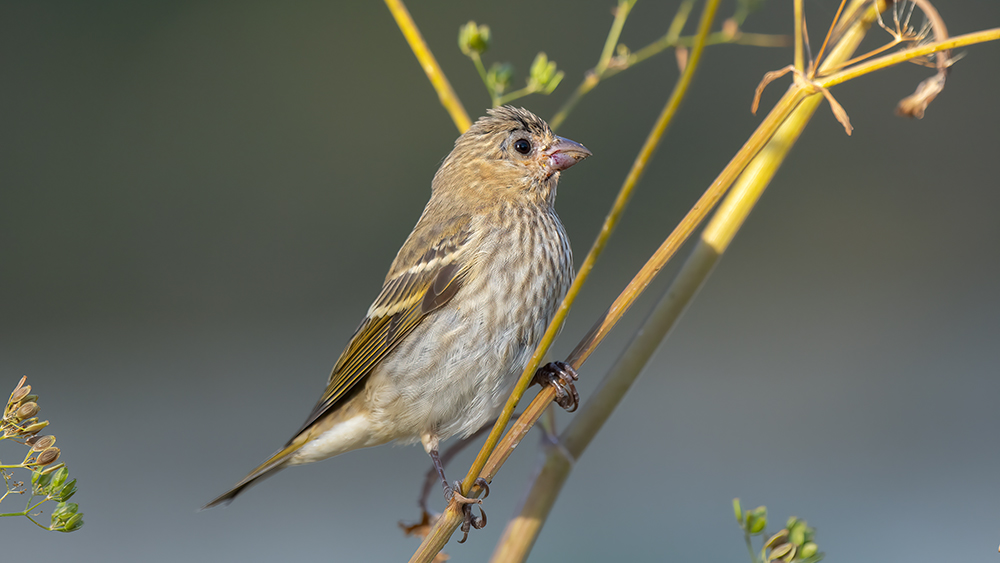 Common Rosefinch