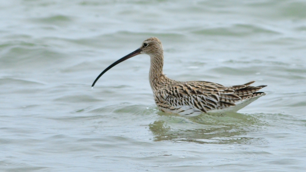 Eurasian Curlew