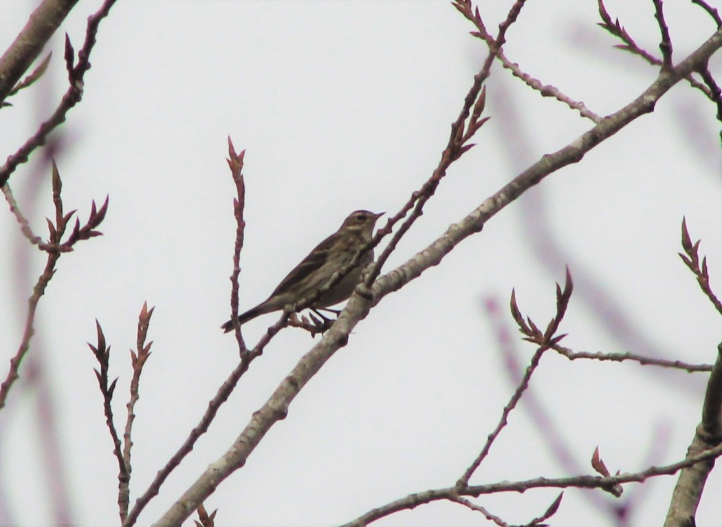 Water Pipit