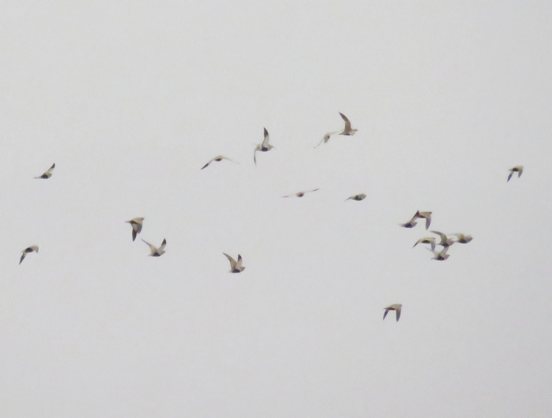 Black-bellied Sandgrouse