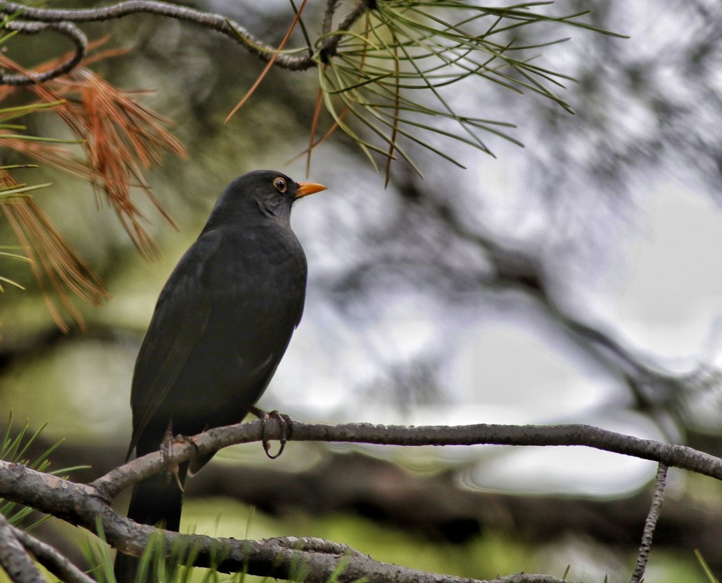 Common Blackbird