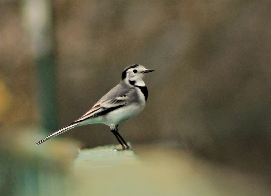 White Wagtail