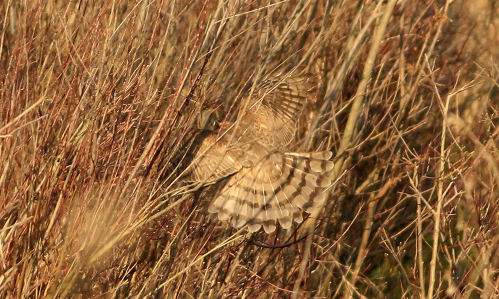 Atmaca
