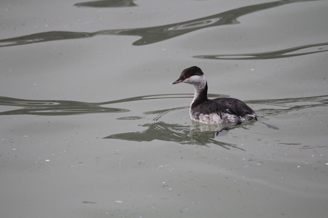 Horned Grebe