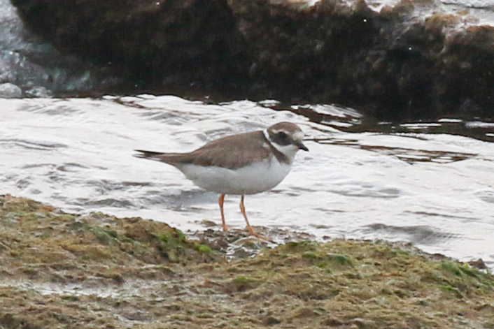 Common Ringed Plover
