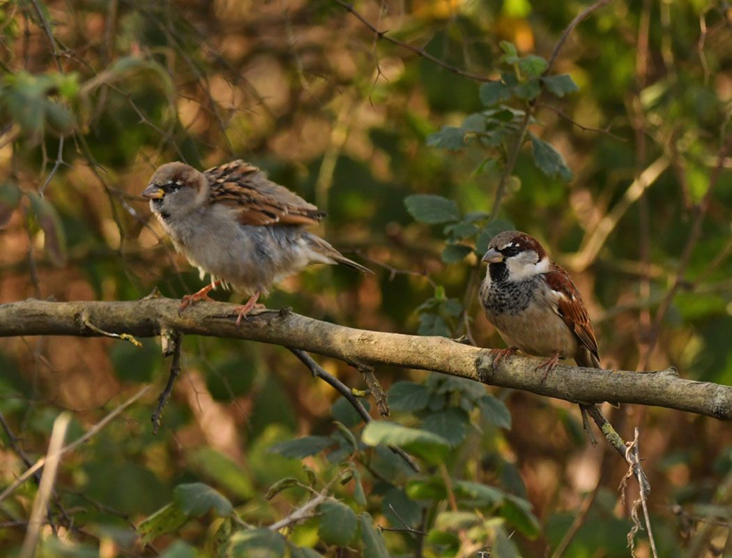 House Sparrow